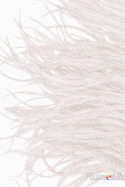 Struzzo barbules - 8-15 cm - crema